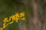 Seaside goldenrod